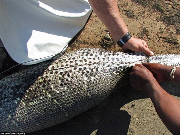 African rock Python eats a 13.8 kg Porcupine and dies